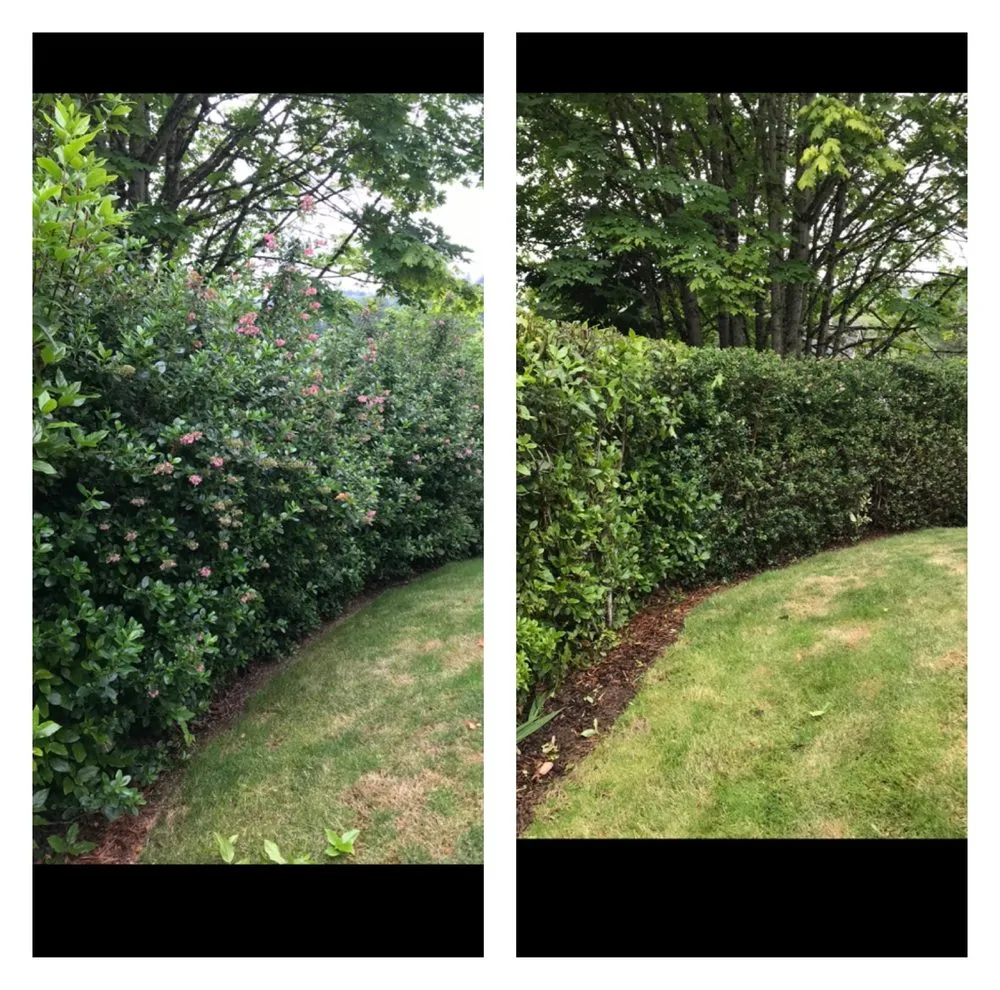 Professional yard cleanup service experts serving Forest Grove, OR - Sublime Yard Services