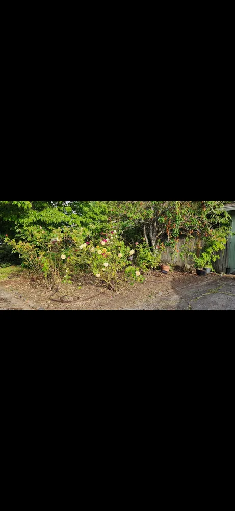 Affordable lawn care service in Springfield, OR - Sublimity Lawncare