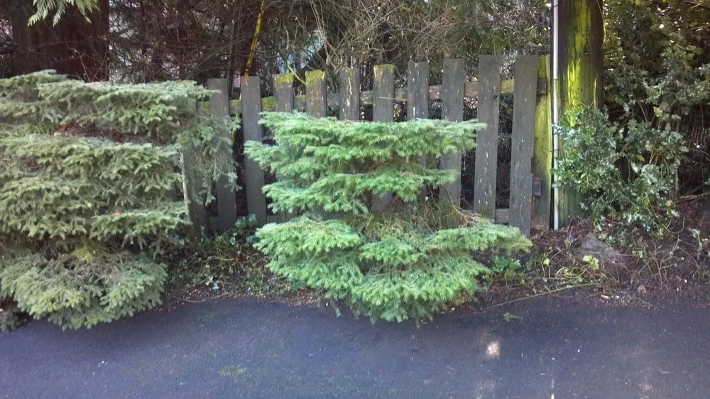 Custom lawn care service experts serving Lebanon, OR - Suburban Landscape Maintenance