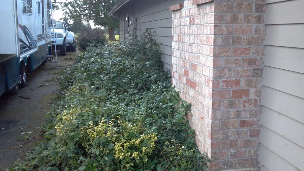 Reliable yard cleanup service in Lebanon, OR - Suburban Landscape Maintenance