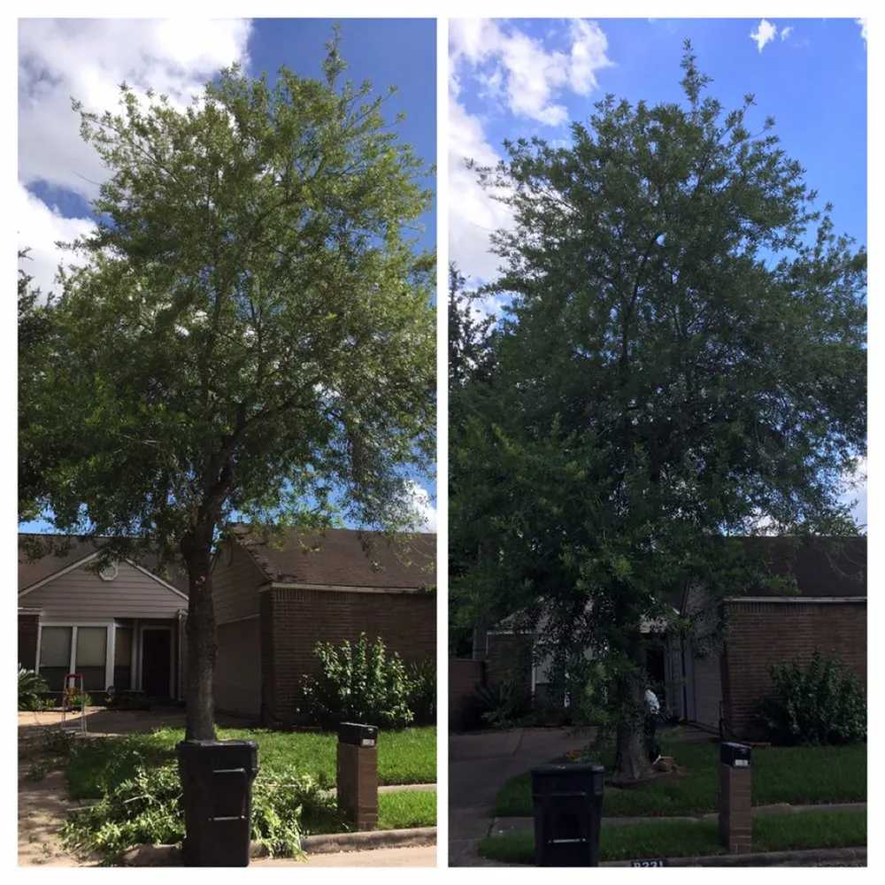 Trusted lawn care service experts serving Richmond, TX - Success General Contractors