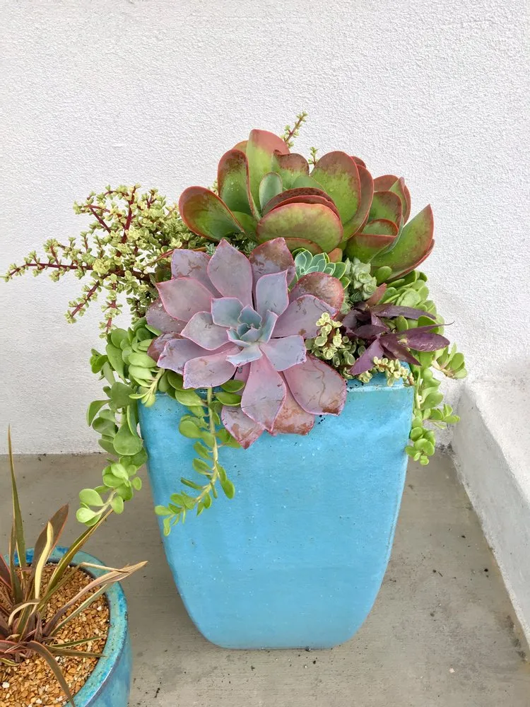 Professional residential landscaping in Redondo Beach, CA by Succulent Designs by Mary