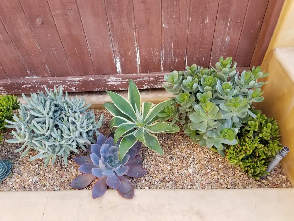 Reliable garden landscaping for year-round maintenance in Redondo Beach, CA by Succulent Designs by Mary