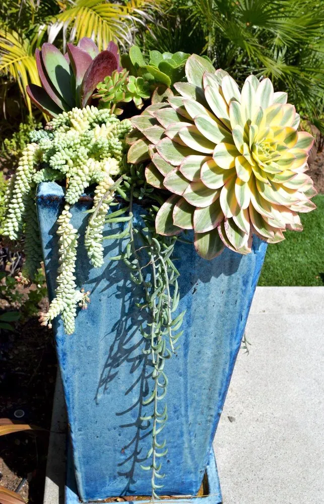 Trusted lawn mowing service near you across Redondo Beach, CA - Succulent Designs by Mary