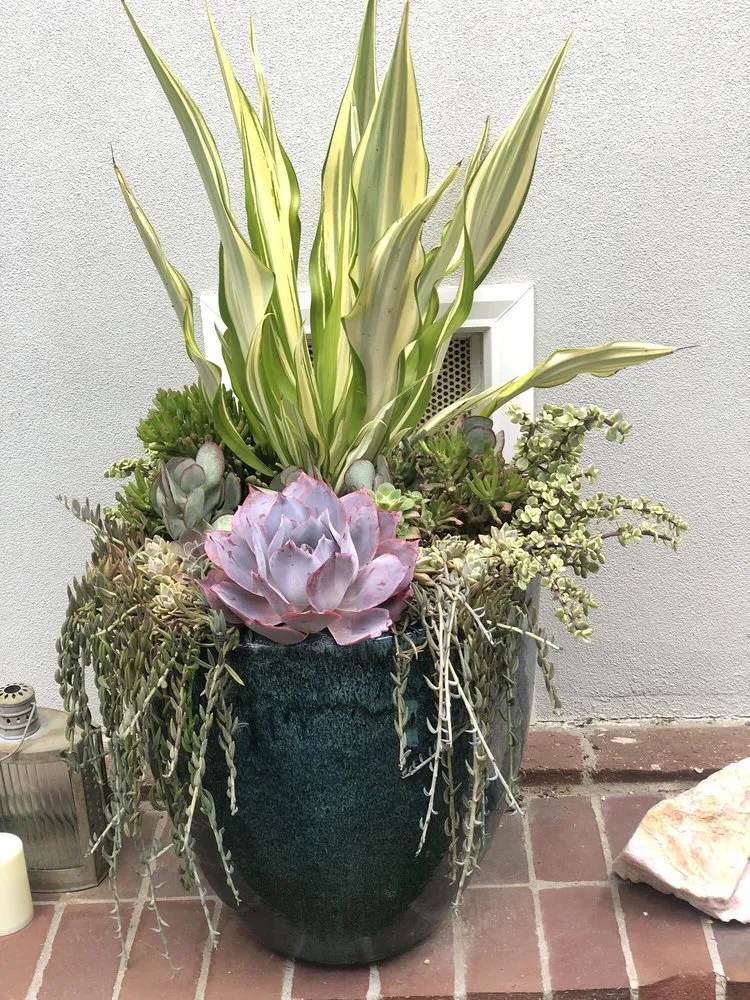 Affordable landscaping services for year-round maintenance across Redondo Beach, CA - Succulent Designs by Mary