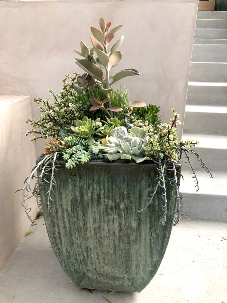 Local yard cleanup service experts serving Redondo Beach, CA - Succulent Designs by Mary
