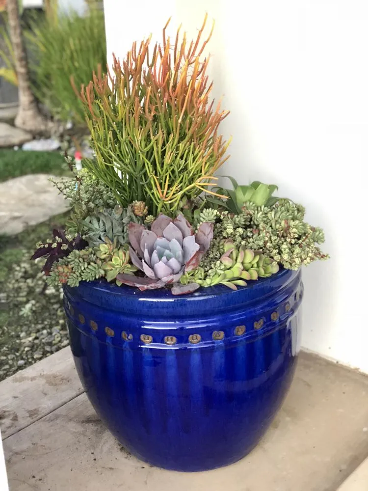 Expert residential landscaping for residential properties in Redondo Beach, CA by Succulent Designs by Mary