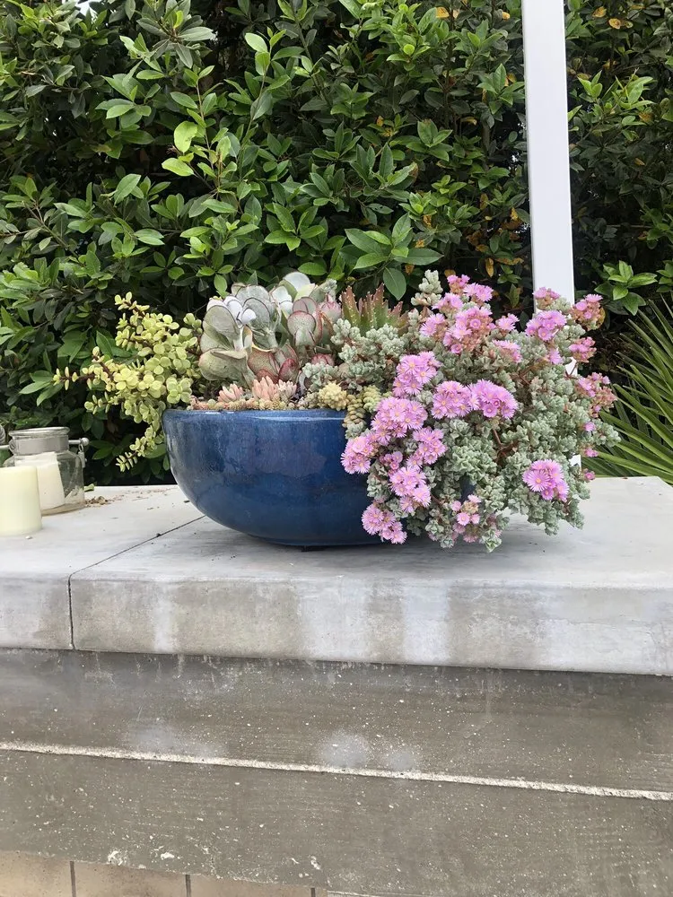 Affordable lawn mowing service in Redondo Beach, CA - Succulent Designs by Mary