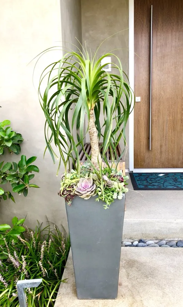 Professional residential landscaping in Redondo Beach, CA by Succulent Designs by Mary
