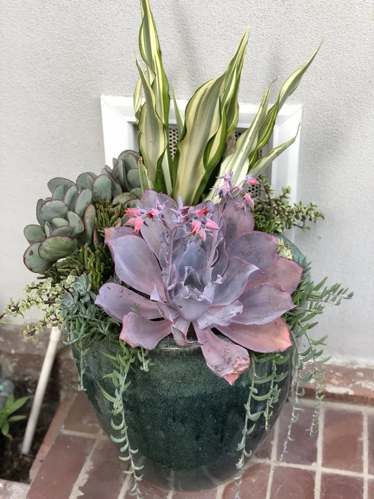 Reliable lawn care service for residential properties across Redondo Beach, CA - Succulent Designs by Mary