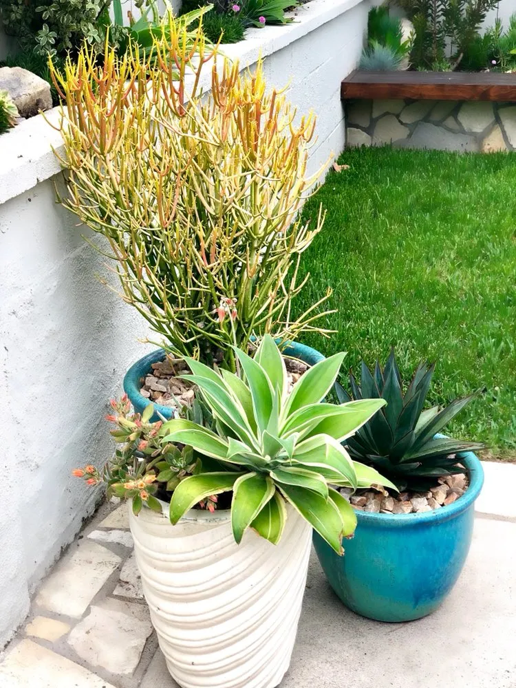 Expert lawn care service experts serving Redondo Beach, CA - Succulent Designs by Mary