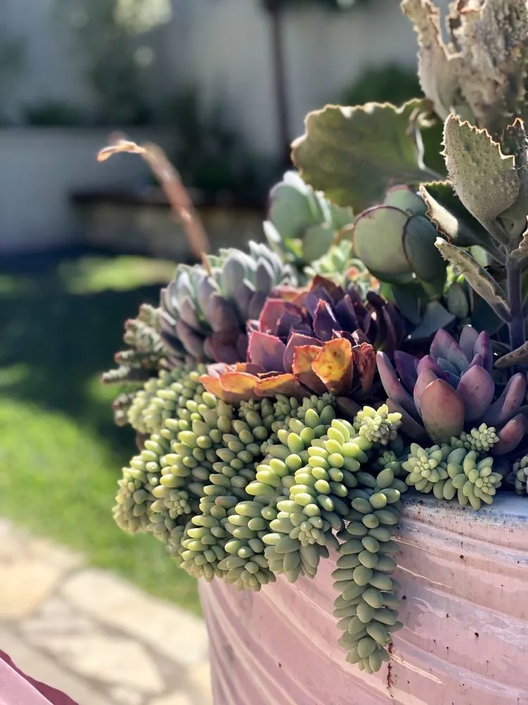 Professional residential landscaping in Redondo Beach, CA - Succulent Designs by Mary