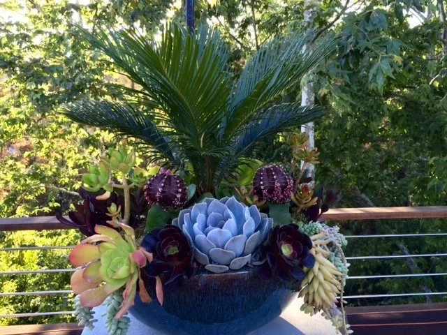 Top-rated lawn care service in Los Angeles, CA by Succulent Simon