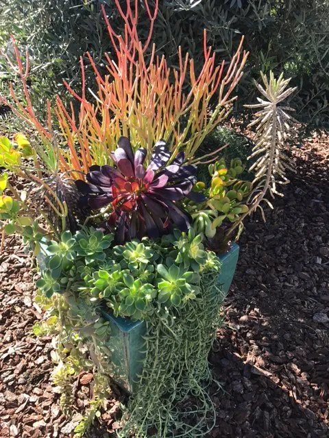 Local yard cleanup service experts serving Los Angeles, CA - Succulent Simon