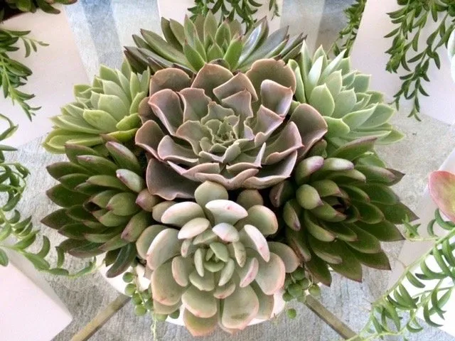 Local residential landscaping in Los Angeles, CA by Succulent Simon