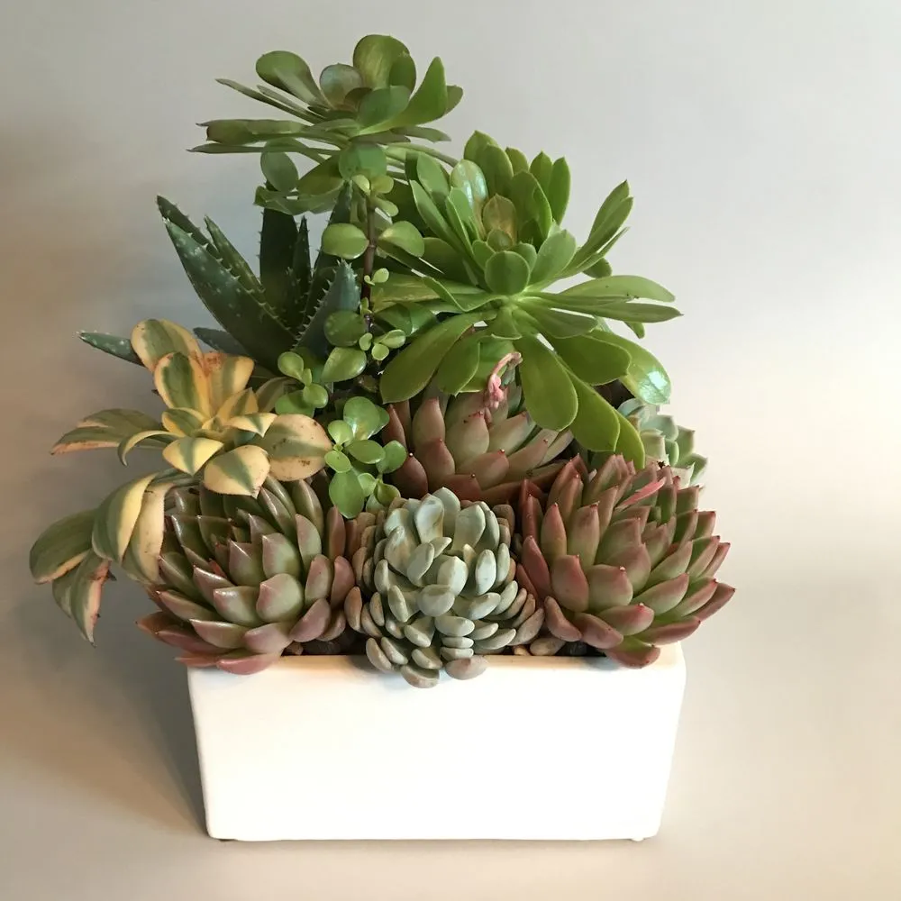 Top-rated garden landscaping in Los Angeles, CA by Succulent Simon