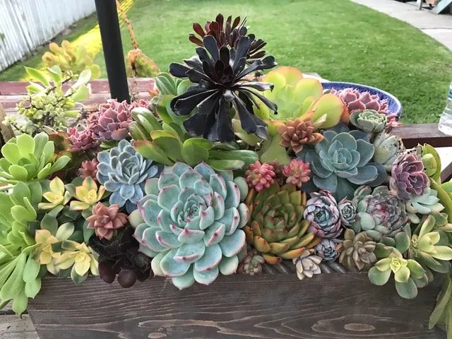 Affordable garden landscaping in Los Angeles, CA - Succulent Simon