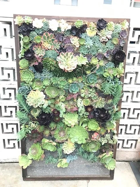 Trusted landscaping services experts serving Los Angeles, CA - Succulent Simon