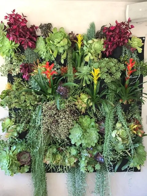 Expert yard cleanup service experts serving Los Angeles, CA - Succulent Simon