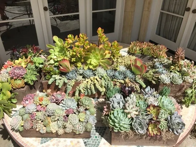 Affordable residential landscaping in Los Angeles, CA - Succulent Simon