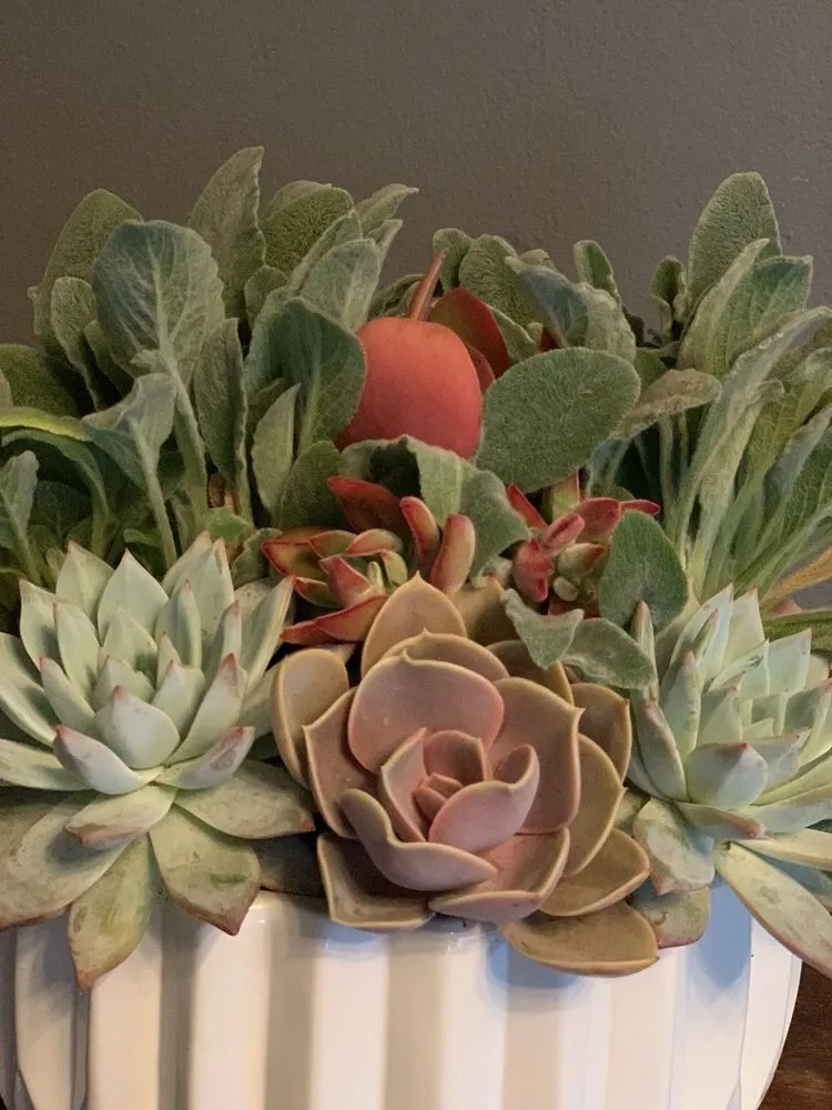 Custom landscape installation near you in Los Angeles, CA by Succulent Simon