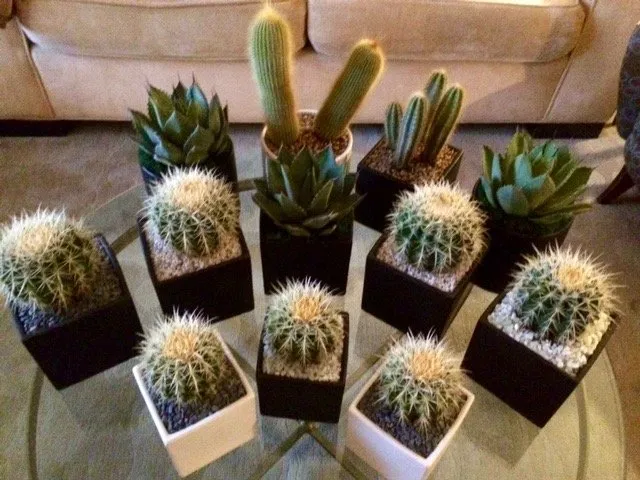 Professional outdoor landscaping in Los Angeles, CA - Succulent Simon