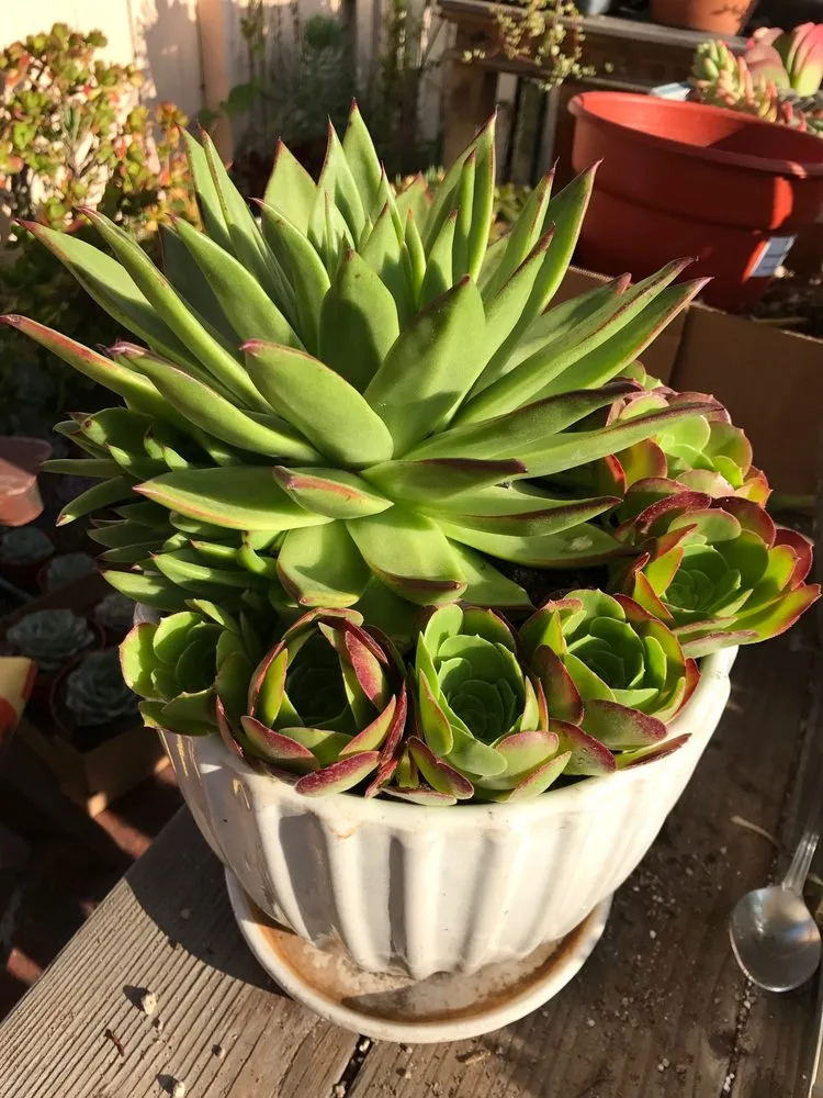 Custom garden landscaping in Los Angeles, CA - Succulent Simon