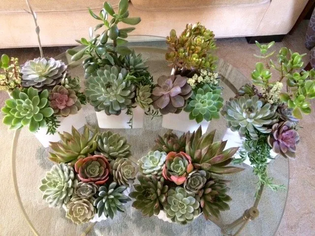 Professional garden landscaping in Los Angeles, CA - Succulent Simon