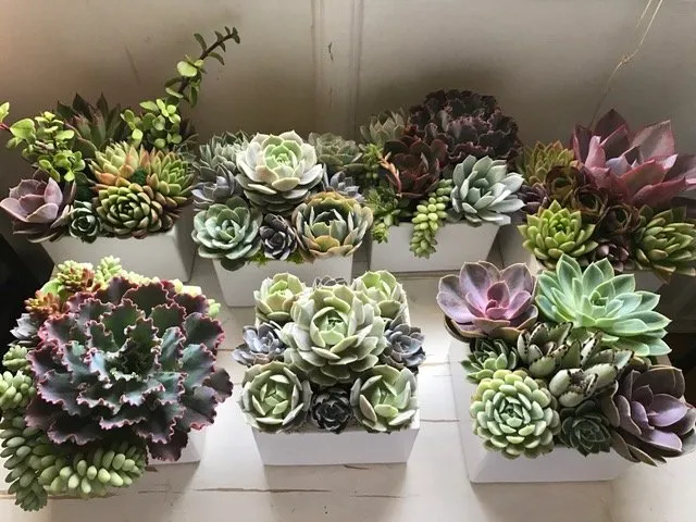 Affordable landscape installation in Los Angeles, CA - Succulent Simon