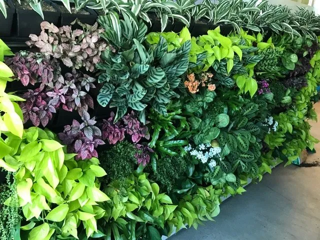 Local lawn care service with custom design across Los Angeles, CA - Succulent Simon