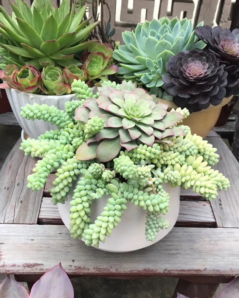 Trusted garden landscaping for year-round maintenance across Los Angeles, CA - Succulent Simon