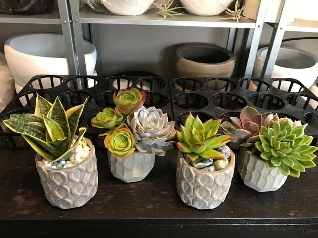 Expert lawn mowing service in Los Angeles, CA by Succulent Simon