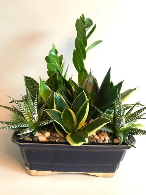 Affordable lawn care service in Los Angeles, CA - Succulent Simon