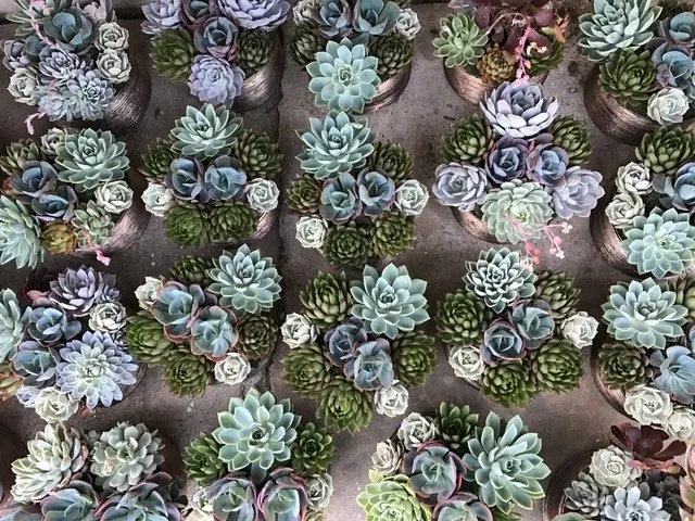 Professional lawn care service in Los Angeles, CA - Succulent Simon