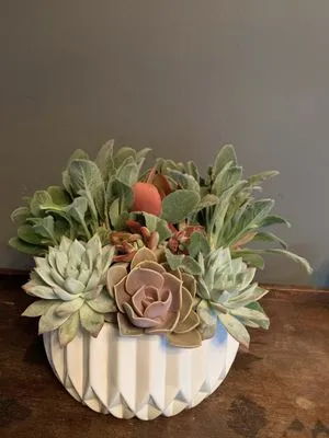 Succulent Simon Logo