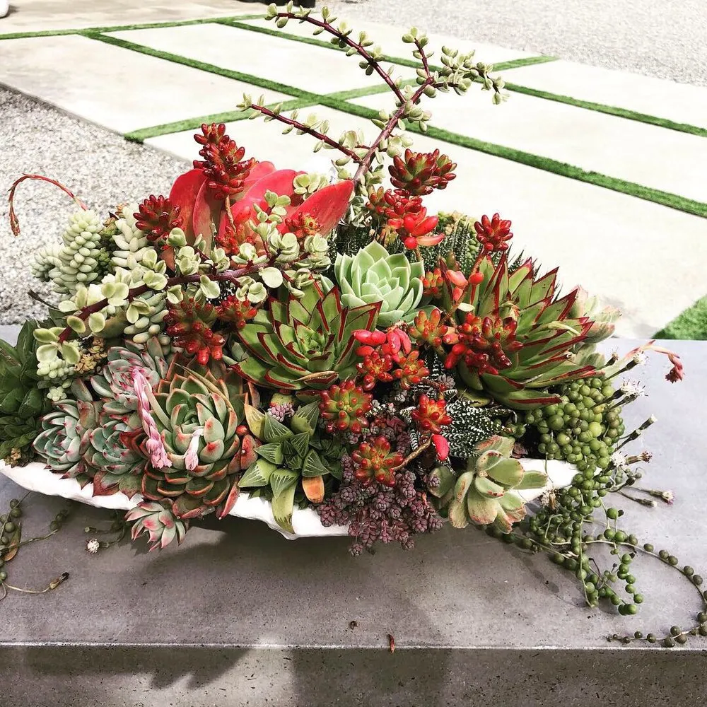 Affordable landscape design in Laguna Beach, CA - Succulents And More