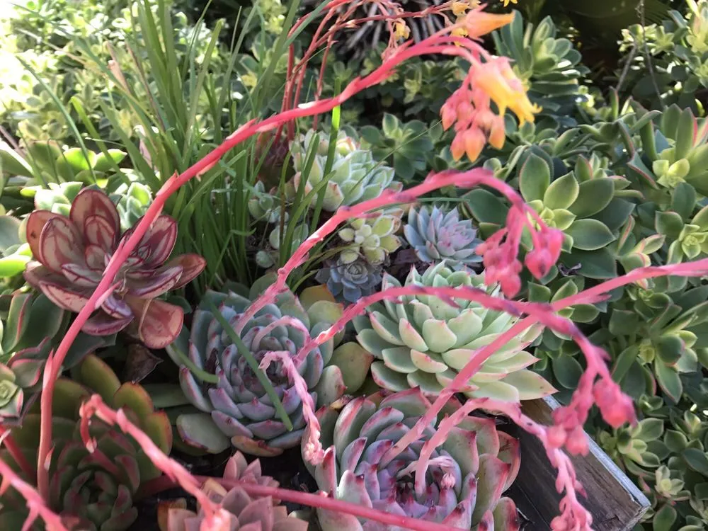 Trusted landscaping services in Laguna Beach, CA by Succulents And More