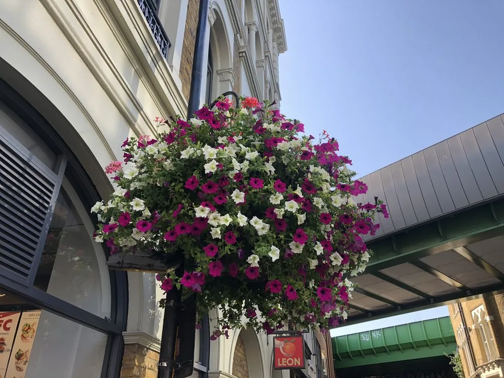 Expert lawn care service in Laguna Beach, CA by Succulents And More