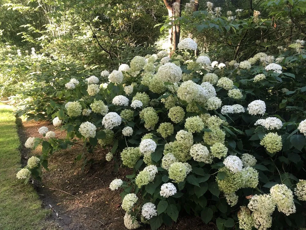 Top-rated yard maintenance in Laguna Beach, CA by Succulents And More