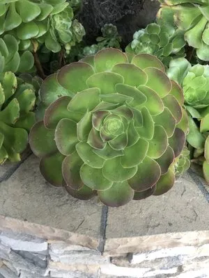 Succulents And More Logo