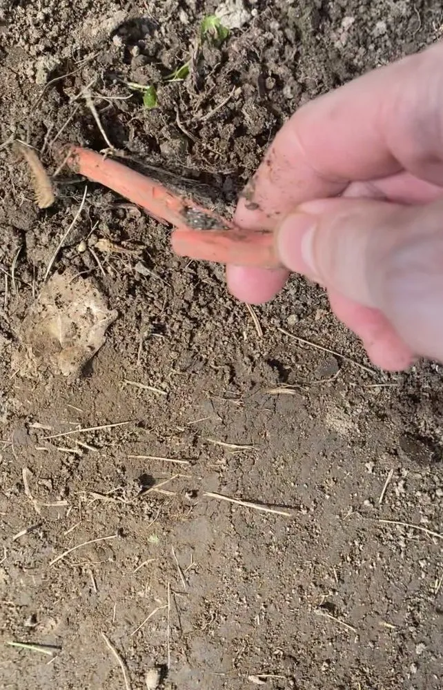 Expert outdoor landscaping for homes in Commerce Township, MI by Sue's Landscaping