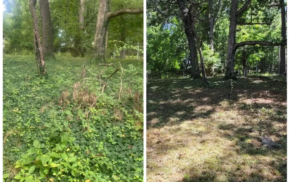 Custom yard cleanup service in Logan, WV - Sue’s Renovations