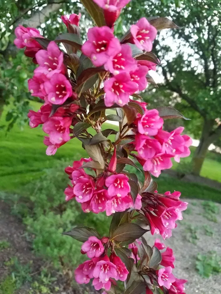 Local lawn care service near you across Bloomington, IL - Sugar Creek Landscaping & Tree Service