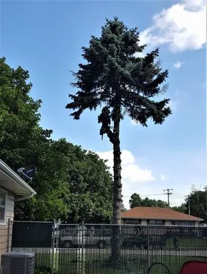 Sugar Creek Landscaping & Tree Service Logo