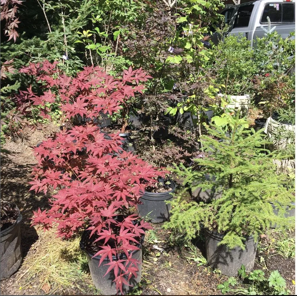 Affordable landscape design in Newland, NC - Sugar Mountain Nursery