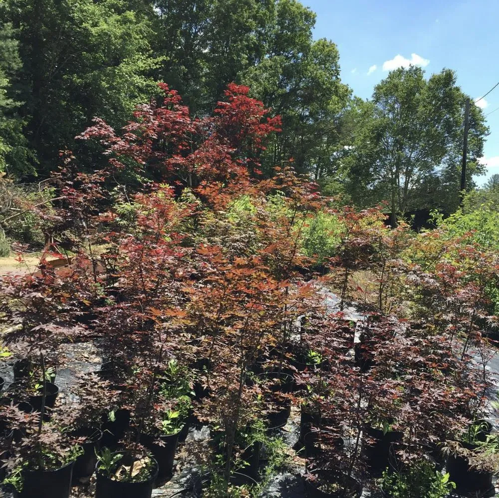 Reliable yard maintenance experts serving Newland, NC - Sugar Mountain Nursery
