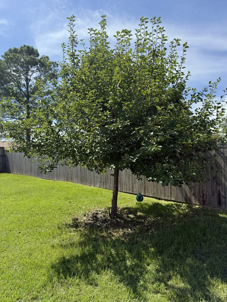 Reliable landscape installation for year-round maintenance across Gulf Breeze, FL - Sugar Shores Landscaping