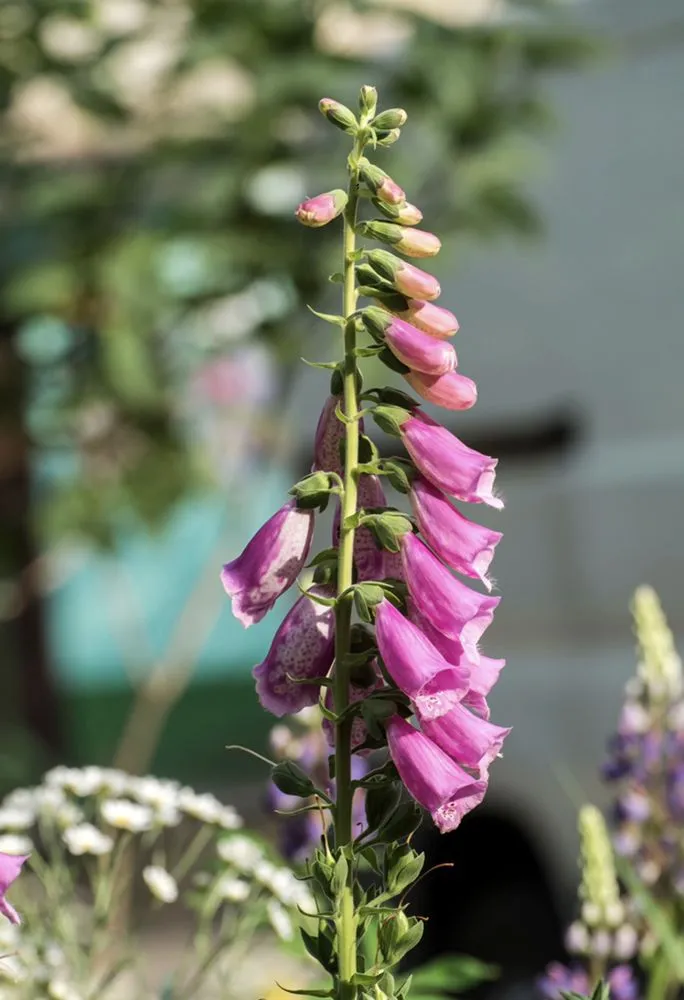 Reliable lawn care service in Stamford, CT - Sullivan & Son Land Management