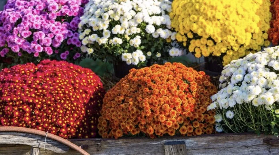 Affordable lawn care service experts serving Stamford, CT - Sullivan & Son Land Management