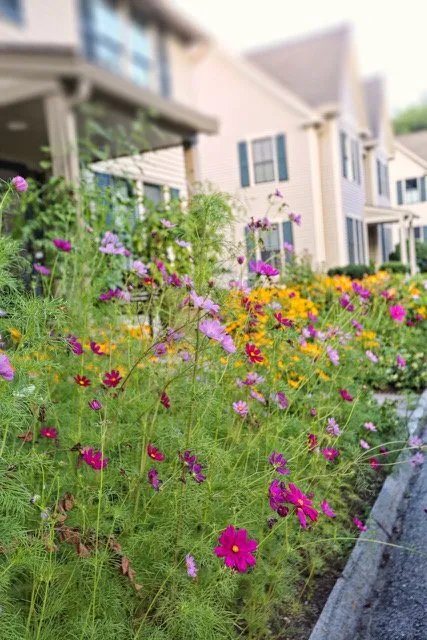 Reliable lawn care service for residential properties in Essex, MA by Sullivan Landscape & Stone